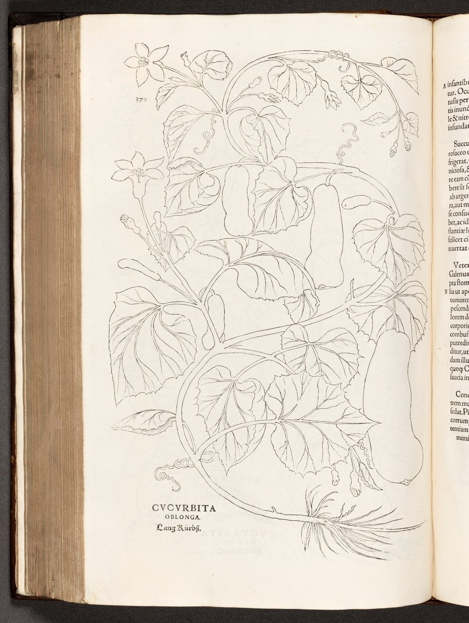 Courgette, illustration from De historia stirpium commentarii insignes by Leonhart Fuchs, 1542 by Heinrich and Meyer, Albert Fullmaurer