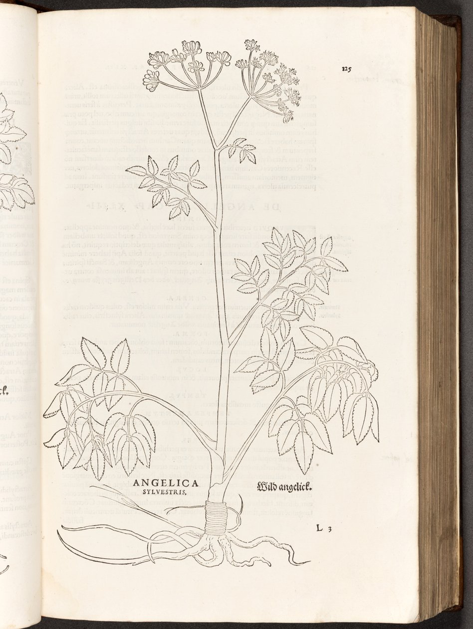 Wild Angelica, illustration from De historia stirpium commentarii insignes by Leonhart Fuchs, 1542 by Heinrich and Meyer, Albert Fullmaurer