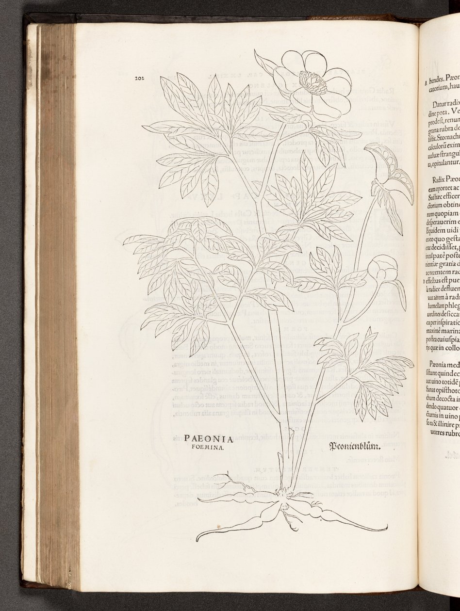 Paeony, illustration from De historia stirpium commentarii insignes by Leonhart Fuchs, 1542 by Heinrich and Meyer, Albert Fullmaurer