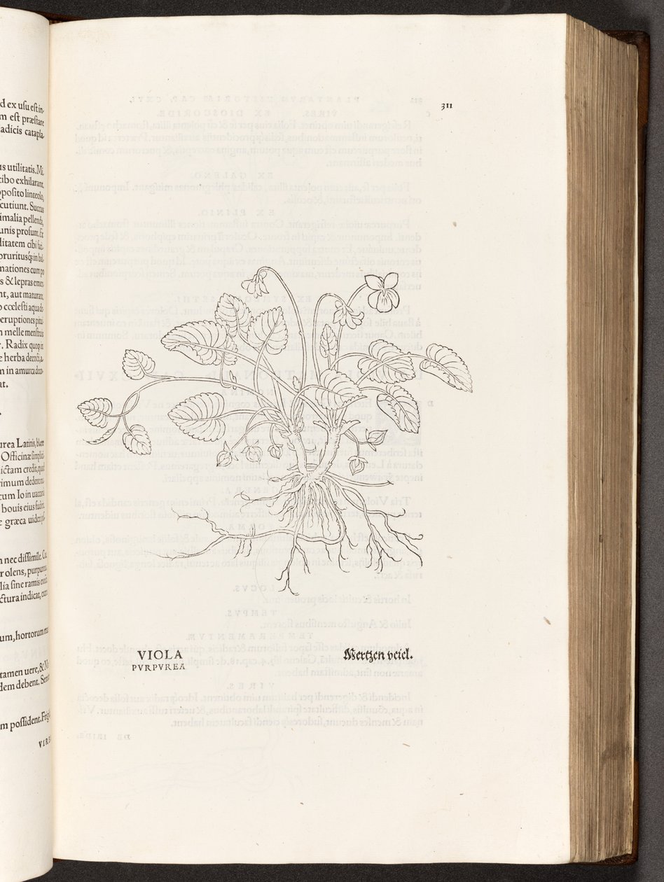 Violet, illustration from De historia stirpium commentarii insignes by Leonhart Fuchs, 1542 by Heinrich and Meyer, Albert Fullmaurer