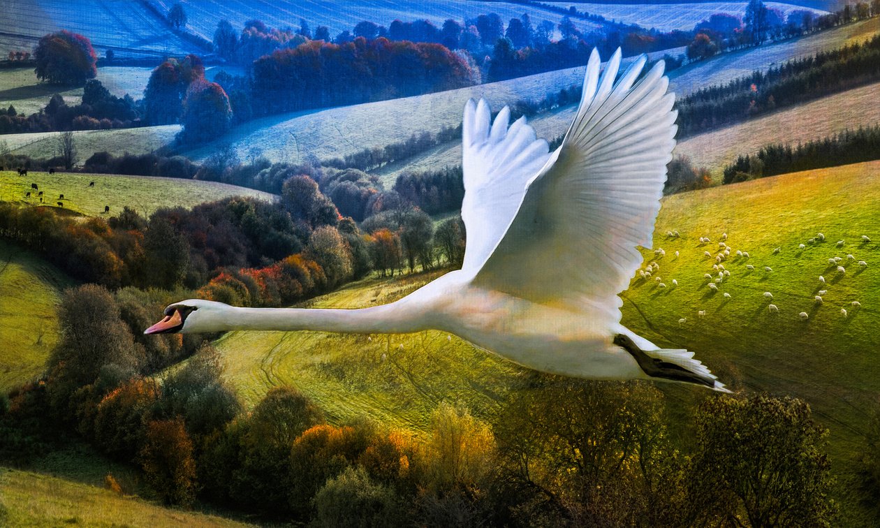 First Flight of Dawning Day by Helen White