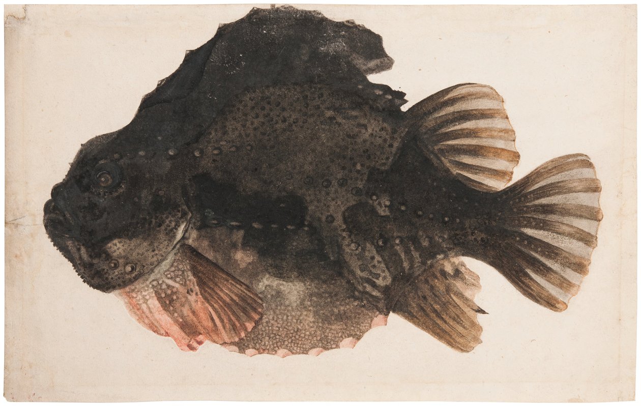 Study of a Male Lumpsucker by Hendrick Goltzius