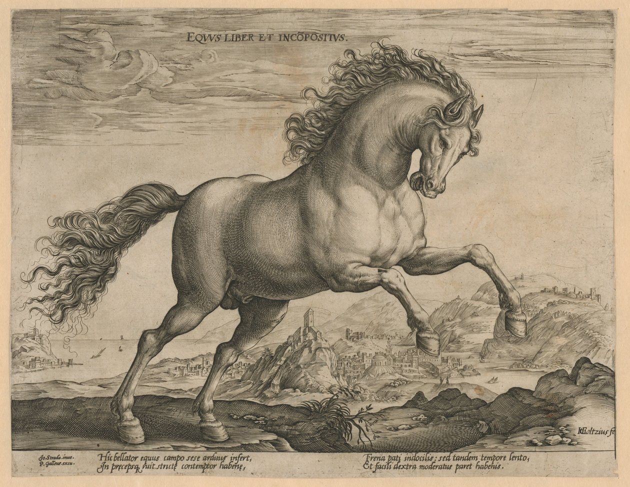 Wild Horse by Hendrick Goltzius