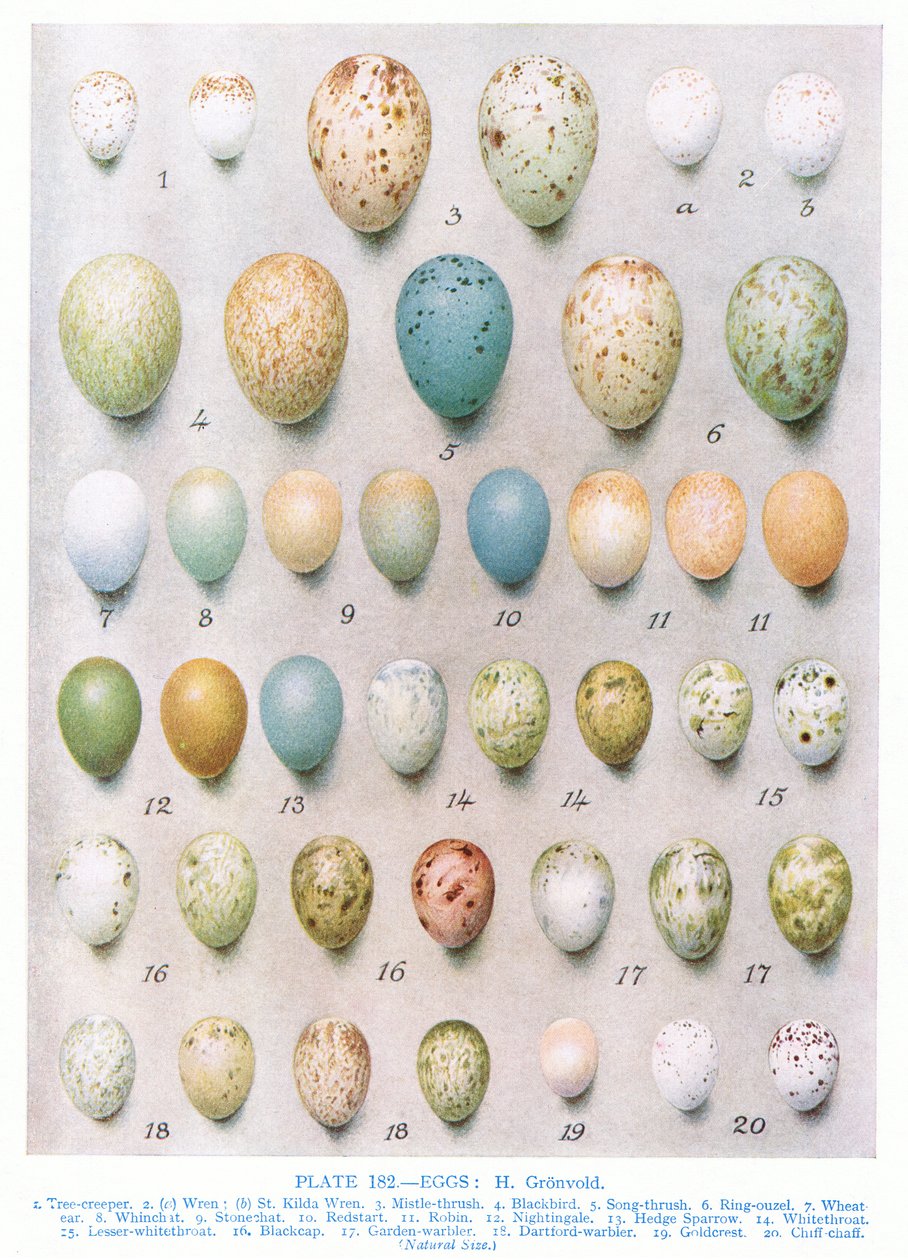 Eggs: Greenfinch: Goldfinch etc, illustration from 