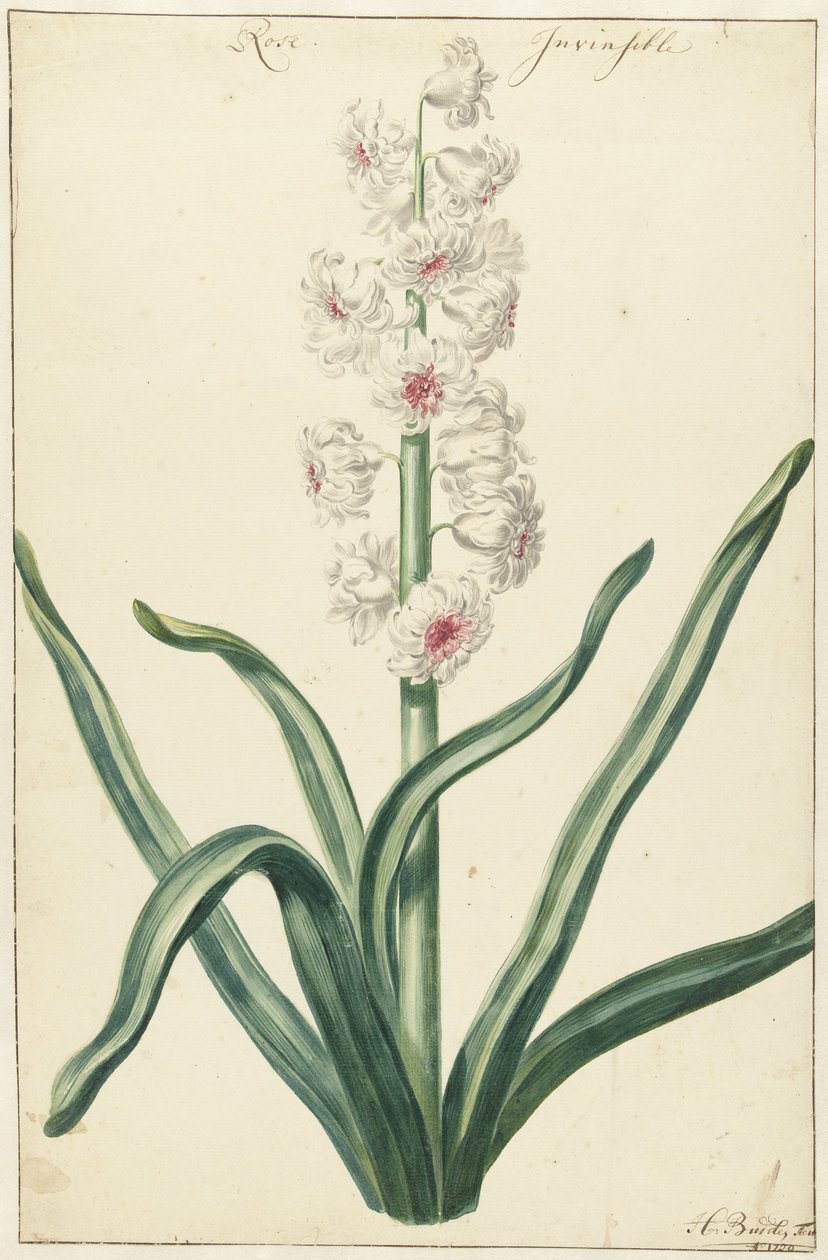 White Hyacinth by Hendrik Budde