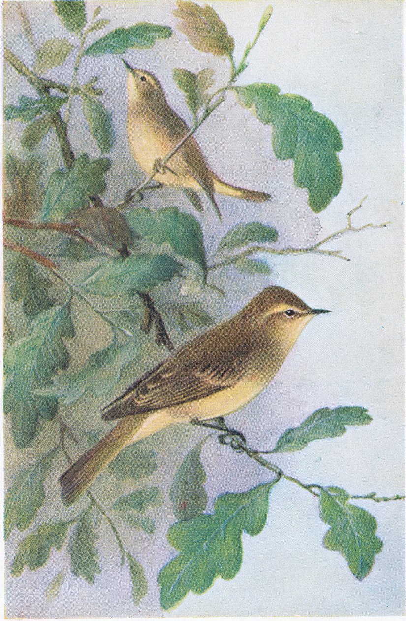 Willow Warbler, Postcard, 1930s by Hendrik Gronvold
