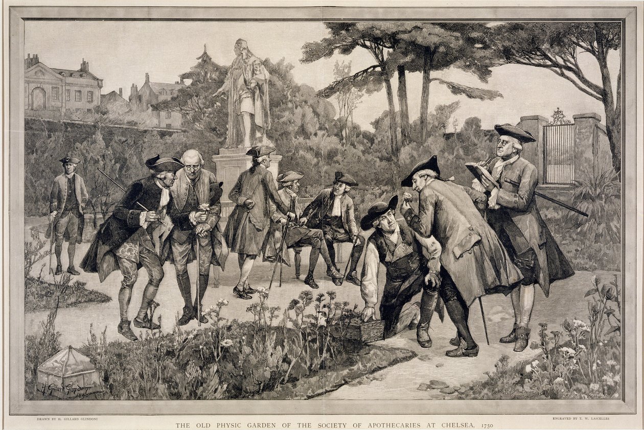 The Old Physic Garden of the Society of Apothecaries at Chelsea, engraved by Thomas W. Lascelles by Henry Gillard Glindoni