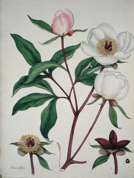 Paeonia Albiflora, from 