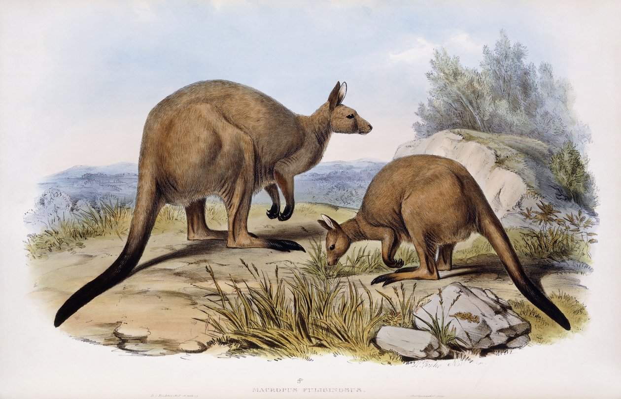 Western Grey Kangaroo by Henry Constantine Richter
