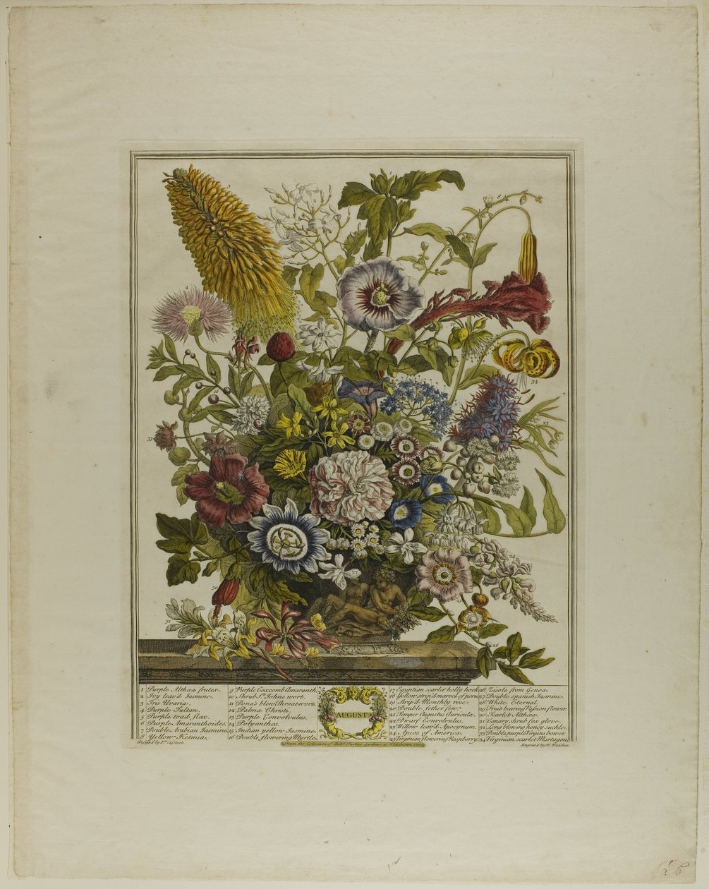August, from Twelve Months of Flowers by Henry Fletcher