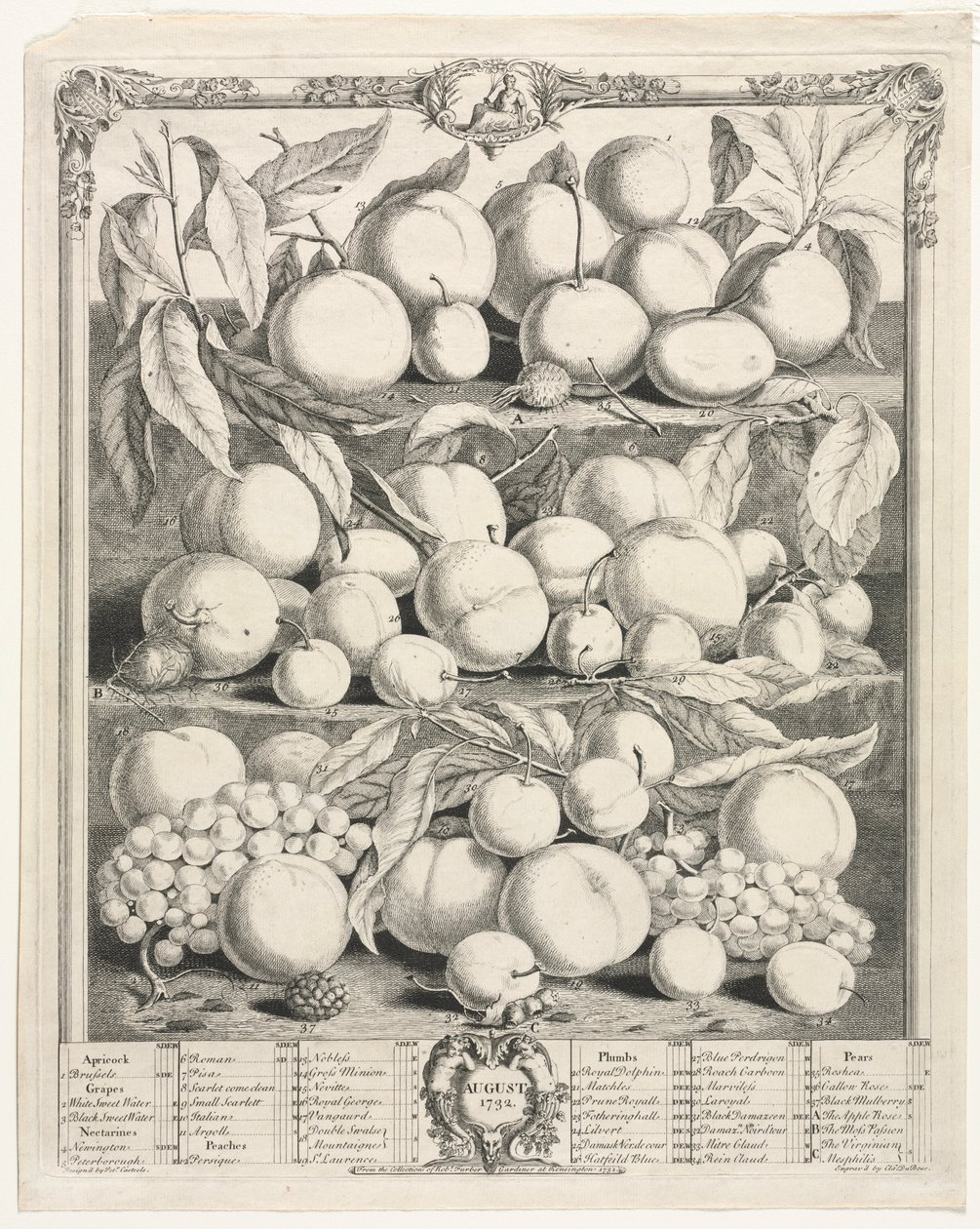 Twelve Months of Fruit: August by Henry Fletcher