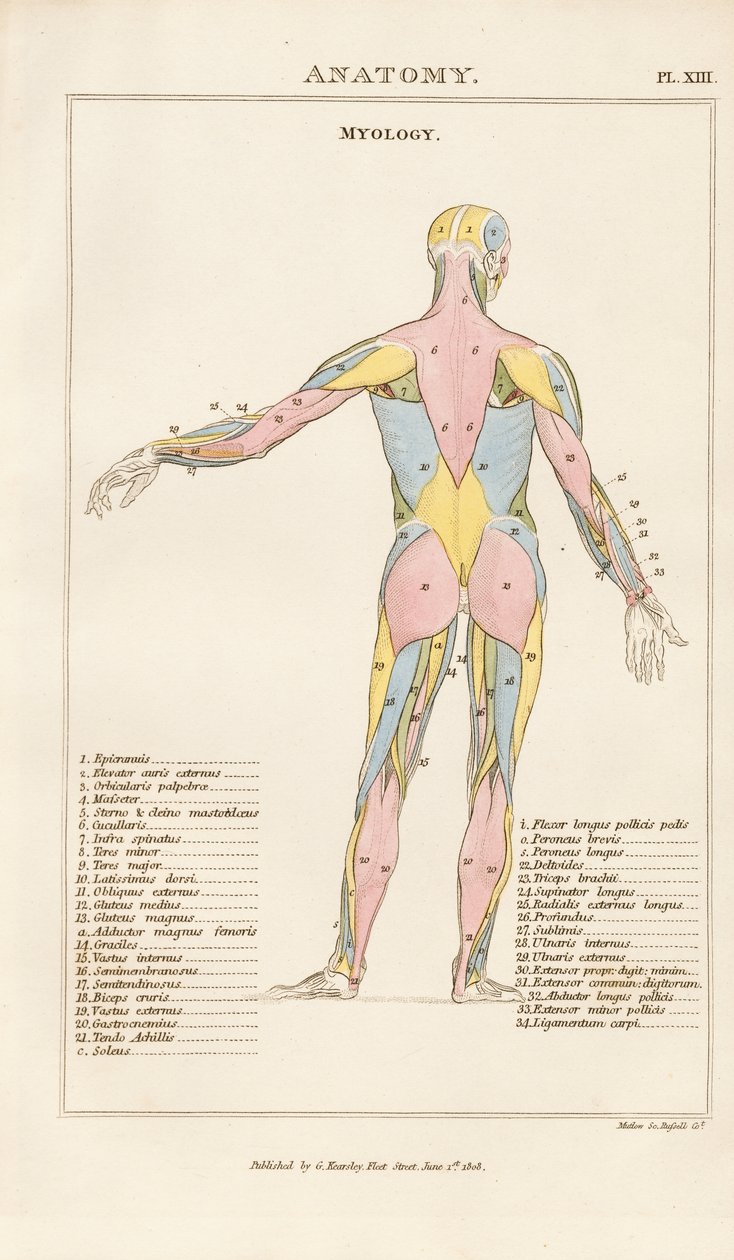 Musculature of the Human Body – Posterior View by Henry Mutlow