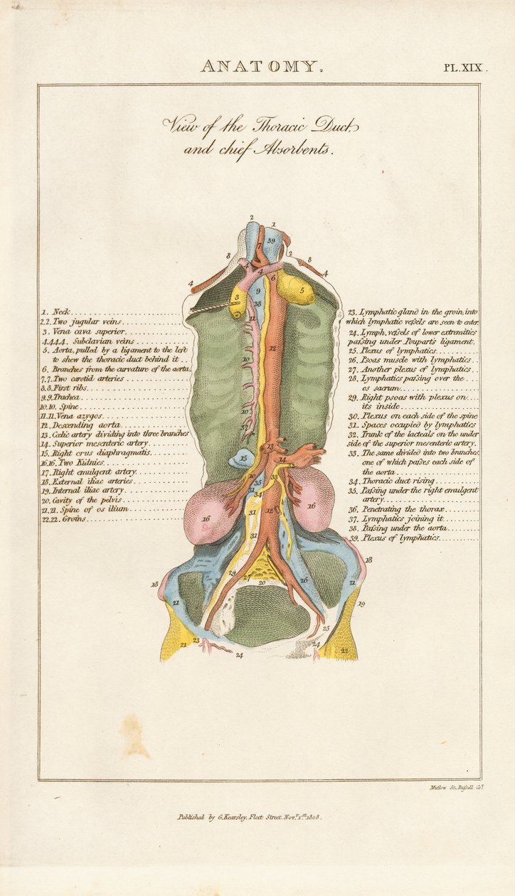 View of the Thoracic Duct and Chief Absorbents by Henry Mutlow