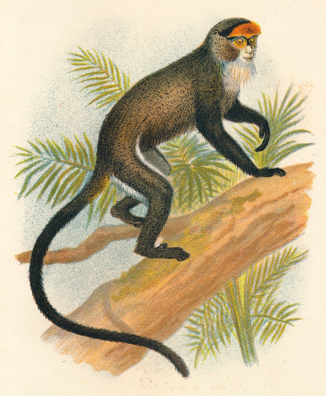 De Brazza's Monkey, 1897 by Henry Ogg Forbes: Fine art print