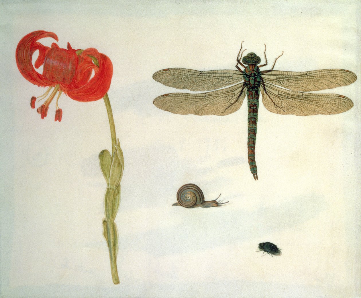Study of a Red Tiger Lily, a Snail, a Beetle and a Dragonfly by Herman Henstenburgh