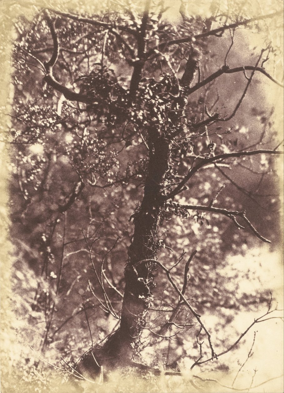 Ivy Covered Tree at Colinton by Hill and Adamson