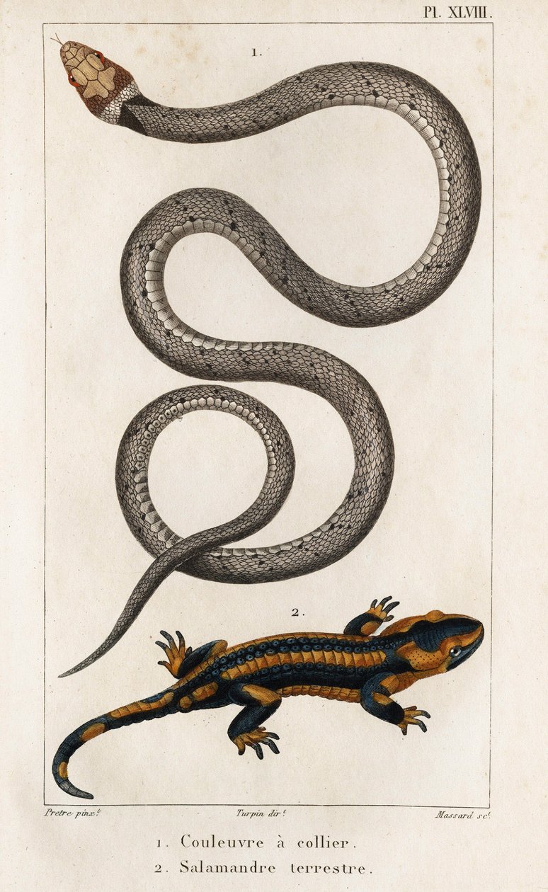 The Collared Snake, Land Salamander. Fauna of Doctors or History of Animals and Their Products by Hippolyte Cloquet - Volume 6 - 1825 by Hippolyte Cloquet