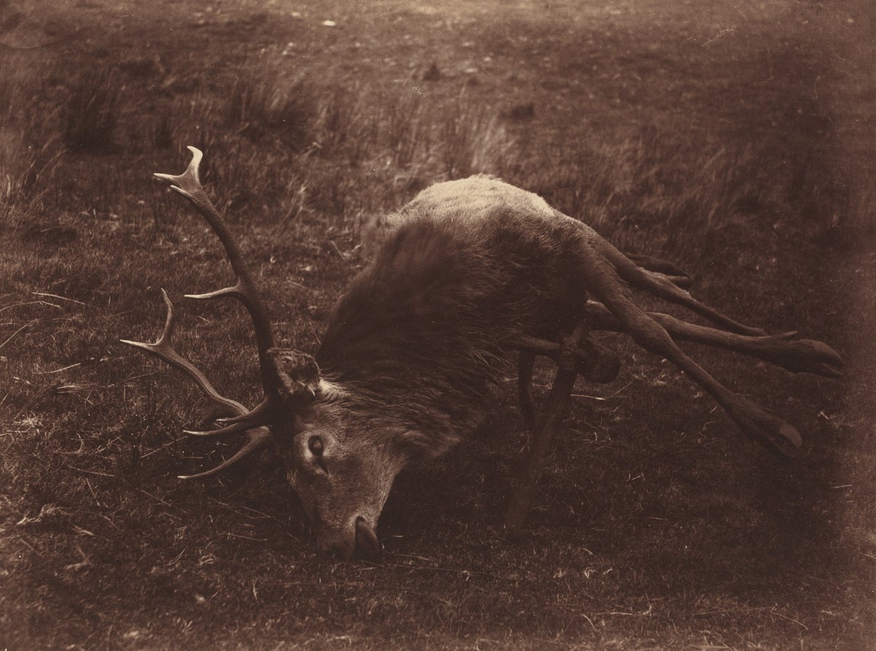 Dead Stag, 1857 by Horatio Ross
