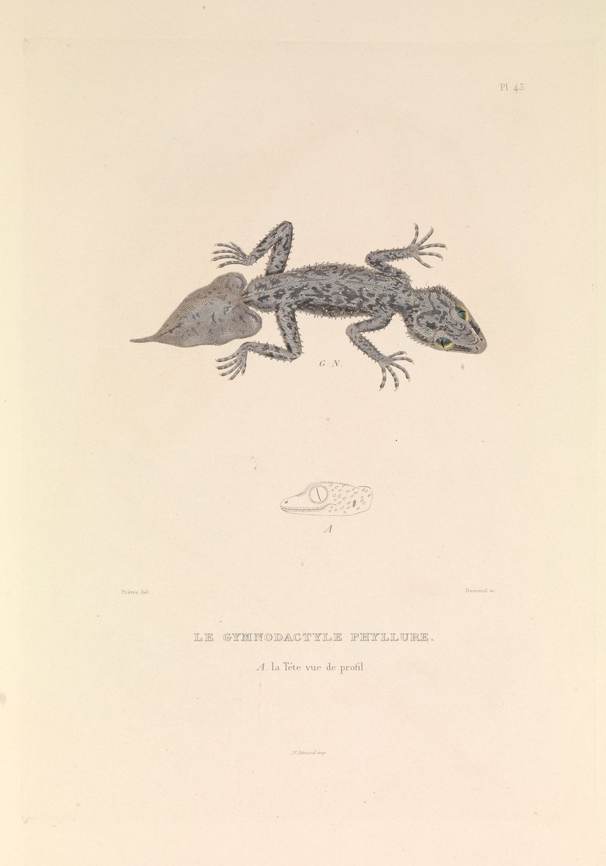 The Gymnodactyle Phyllure by Hyacinthe Yves Philippe (1781-1846) Potentien