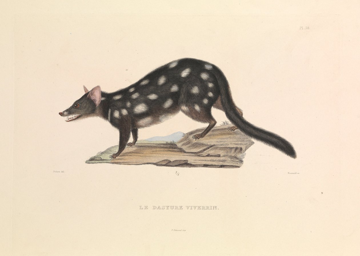 The Raccoon Dasyure by Hyacinthe Yves Philippe (1781 1846) Potentien