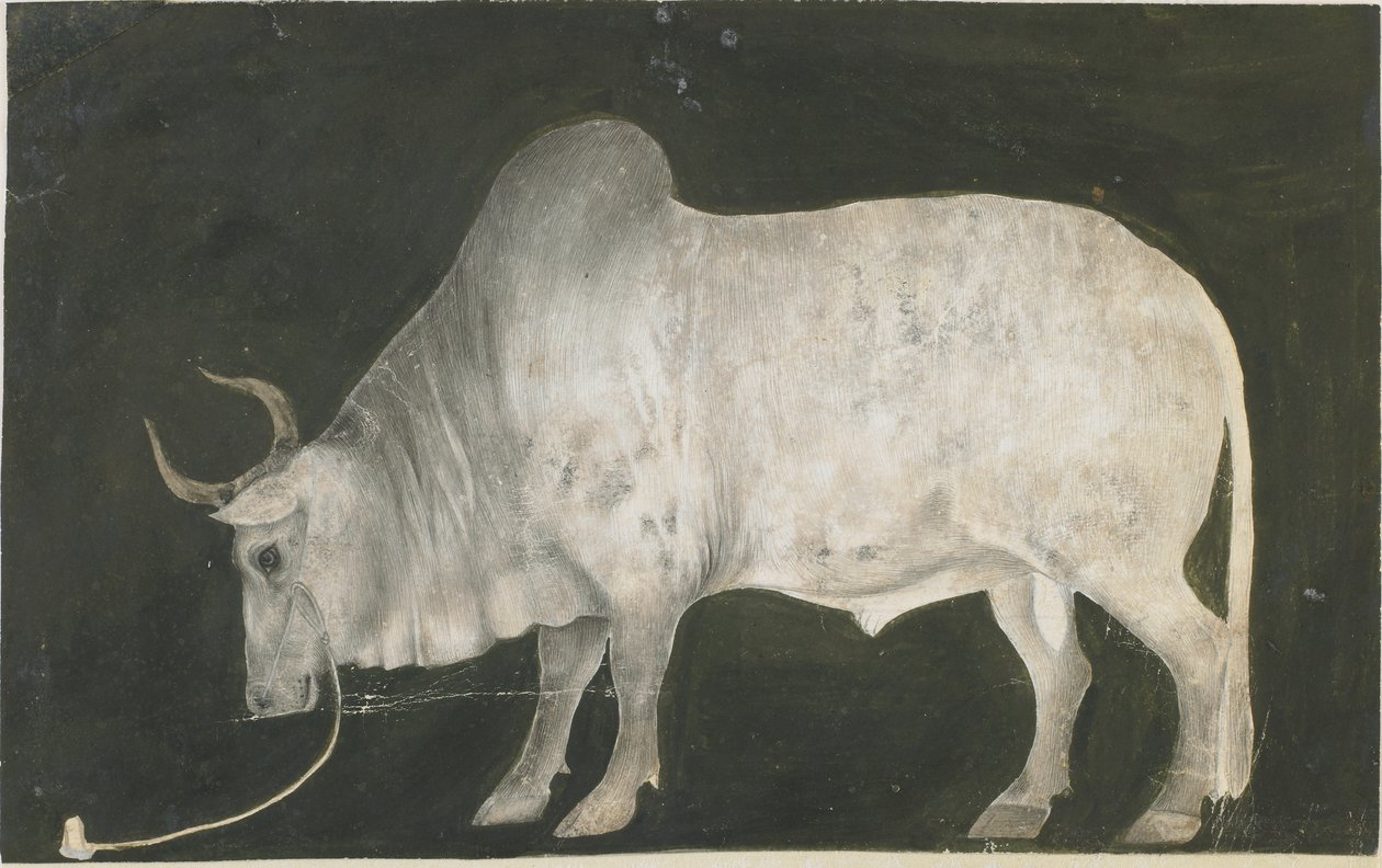 Indian Bull by Indian School