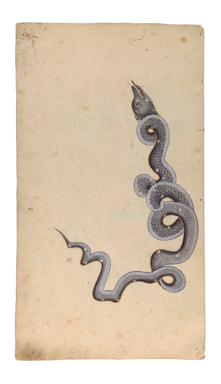 The Constellation of the Dragon: al-Tinnin, 1740 by Indian School