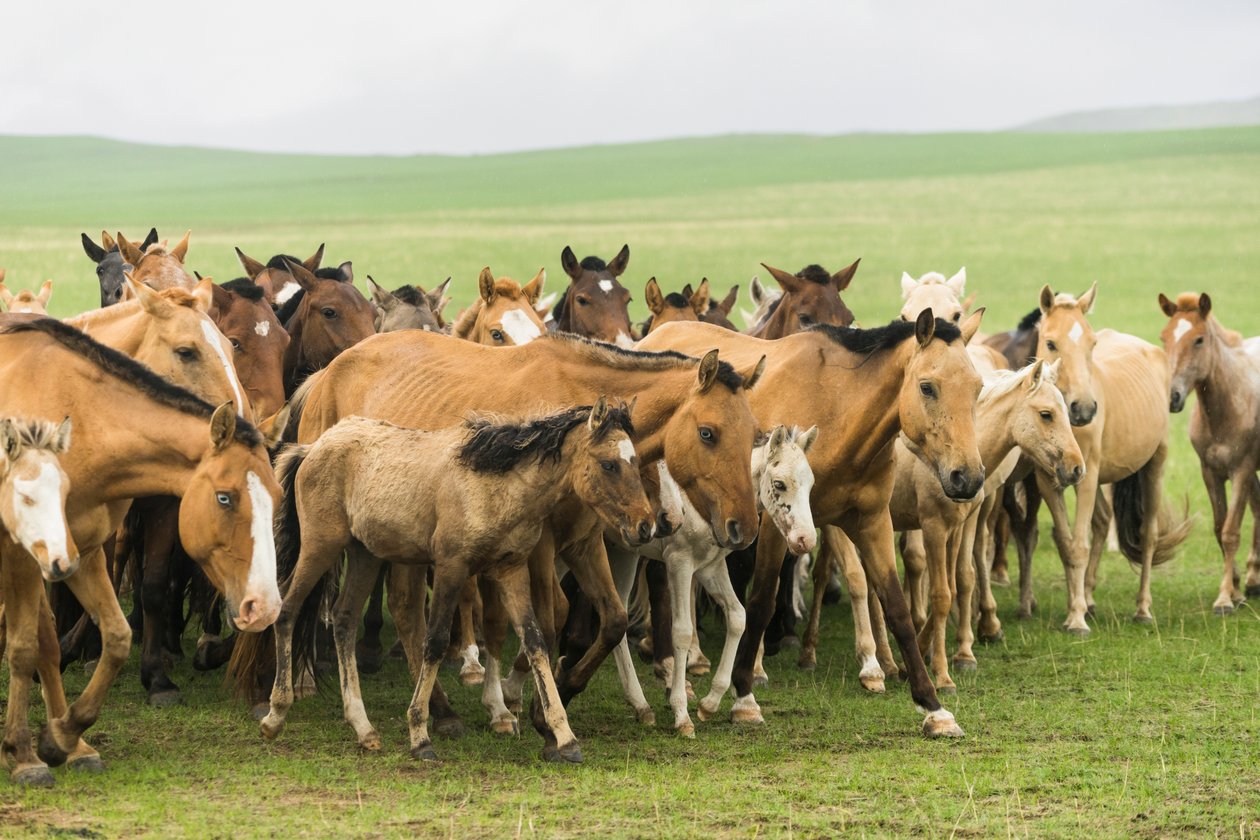 Local family rounding up their horses in Gun-Galuut Nature Reserve by Ira Block