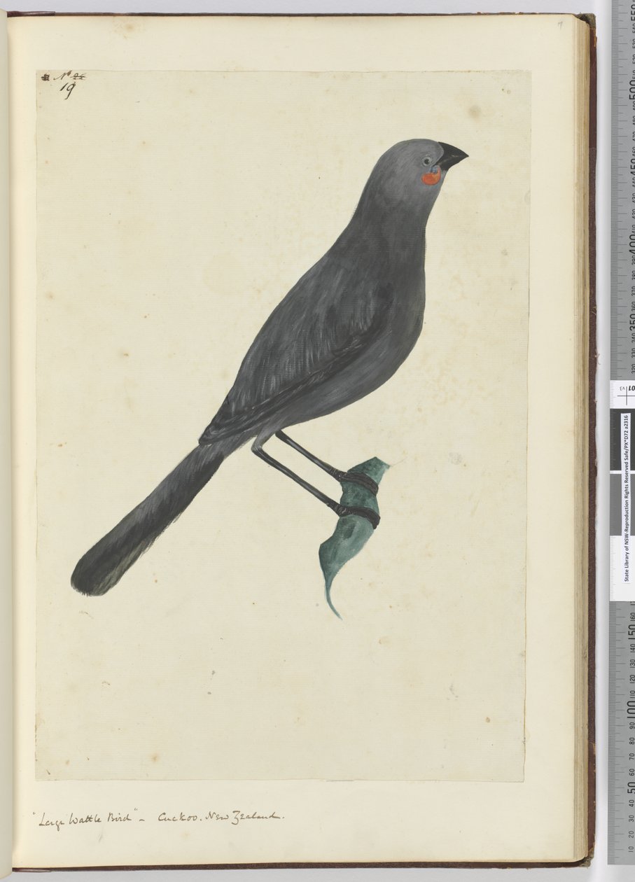 Large Wattle Bird, Cuckoo. New Zealand, 1772-75 by Isaac Smith