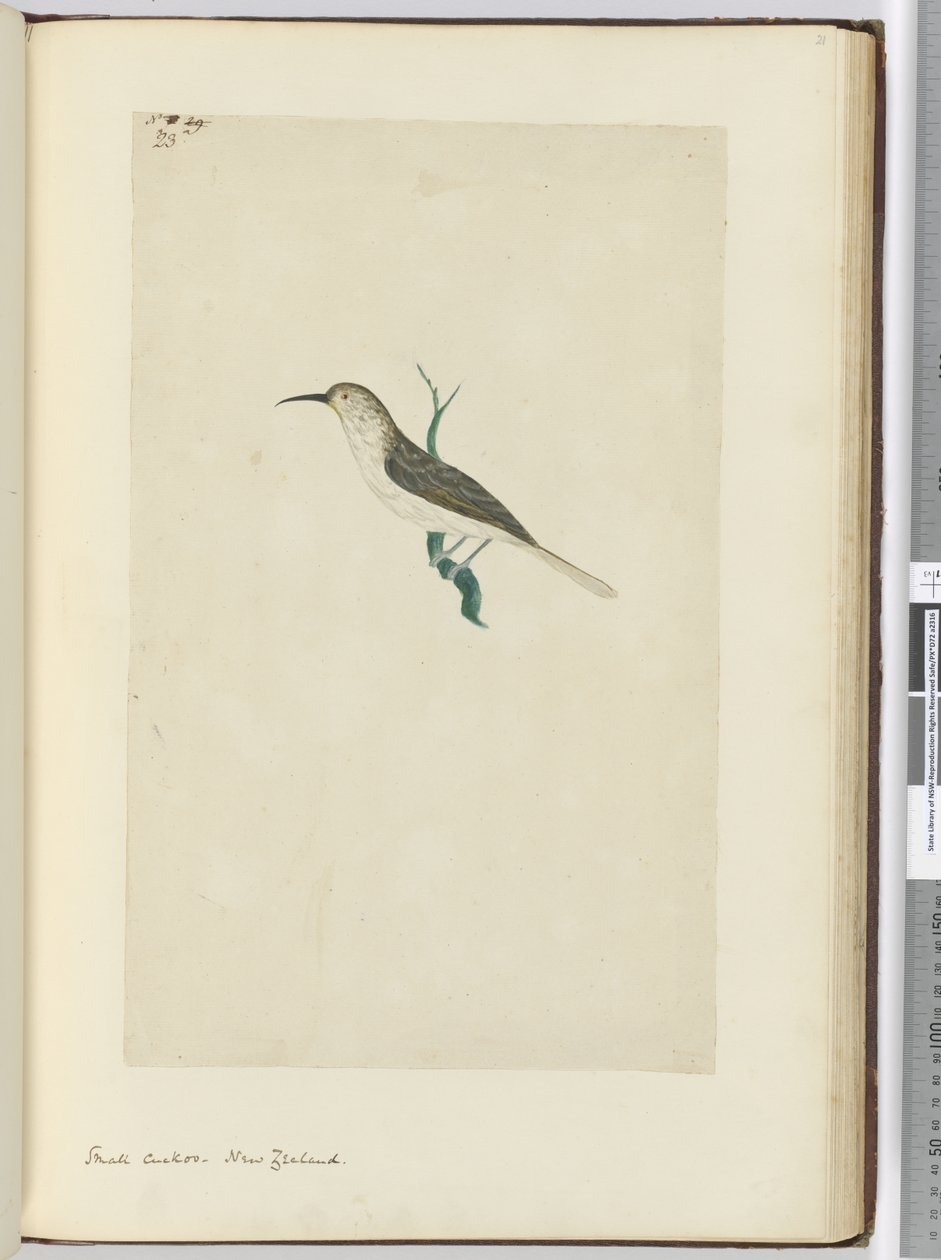 Small Cuckoo. New Zealand, 1772-75 by Isaac Smith