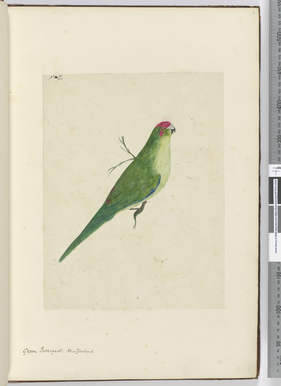 Green Parroquet. New Zealand, 1772-75 by Isaac Smith