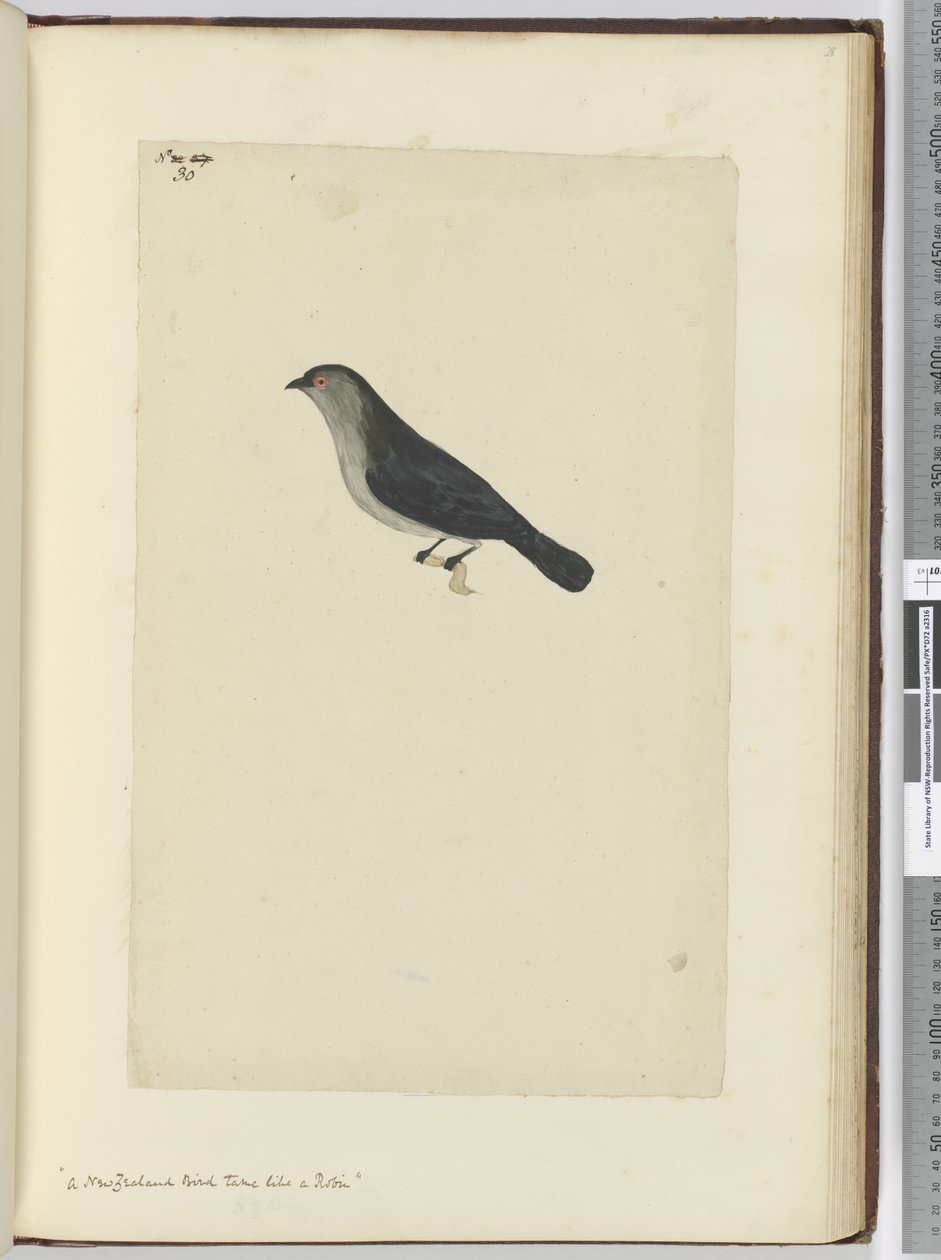A New Zealand Bird Tame Like a Robin, 1772-75 by Isaac Smith