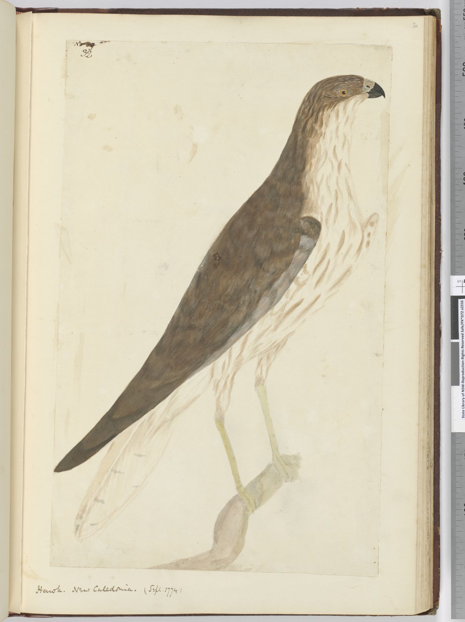 Hawk. New Caledonia. (Sept. 1774), 1772-75 by Isaac Smith