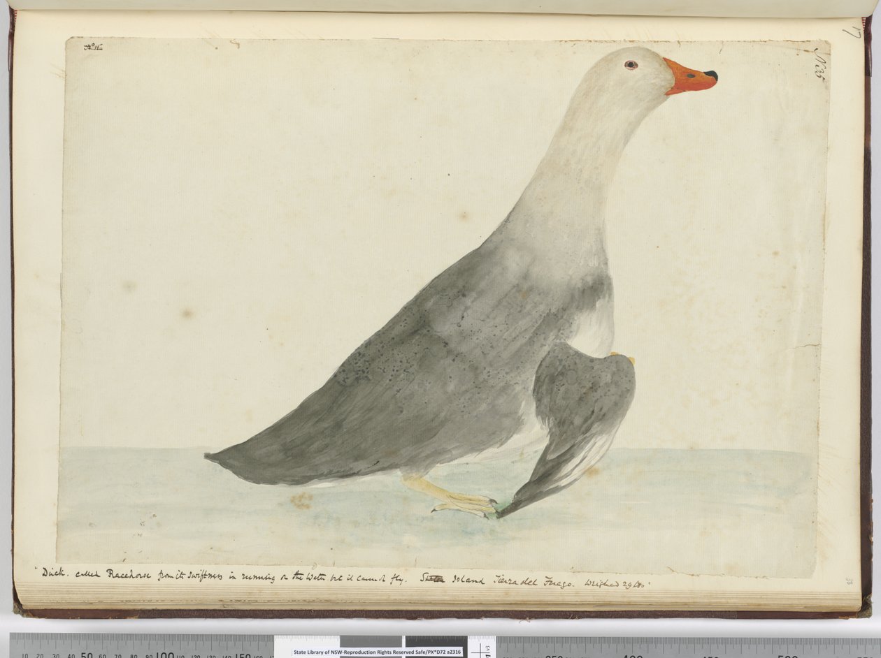 Duck Called Racehorse from Its Swiftness in Running on the Water but It Cannot Fly. Staten Island Tierra del Fuego. Weighed 29 lbs, 1772-75 by Isaac Smith