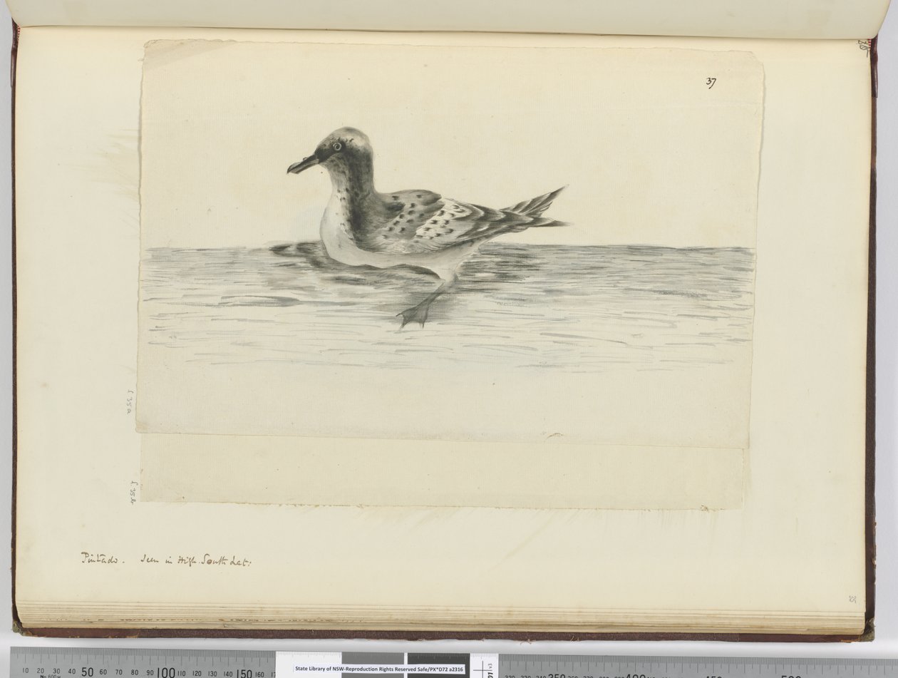Pintado. Seen in High South Lat., 1772-75 by Isaac Smith