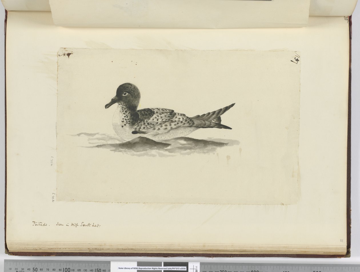 Pintado. Seen in High South Lat., 1772-75 by Isaac Smith
