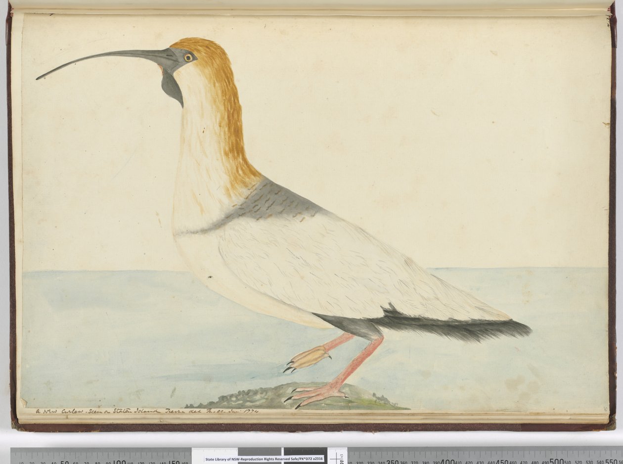 A new curlew. Seen on Staten Island Tierra del Fuego Jan. 1774, 1772-75 by Isaac Smith