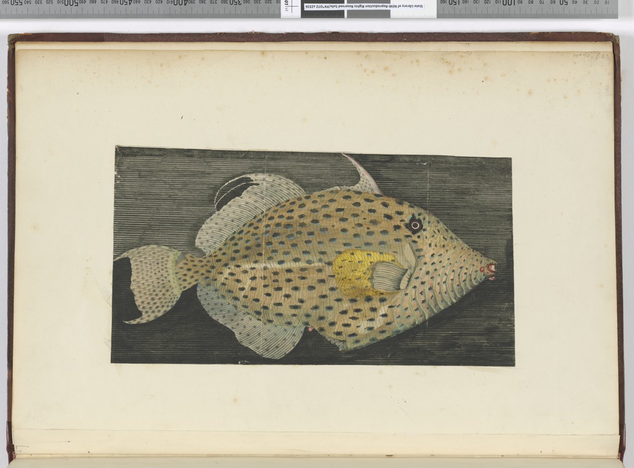 A fish called Old Wife of S. Jago, 1772-75 by Isaac Smith