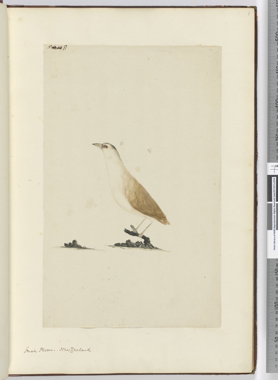 Small Plover. New Zealand, 1772-75 by Isaac Smith