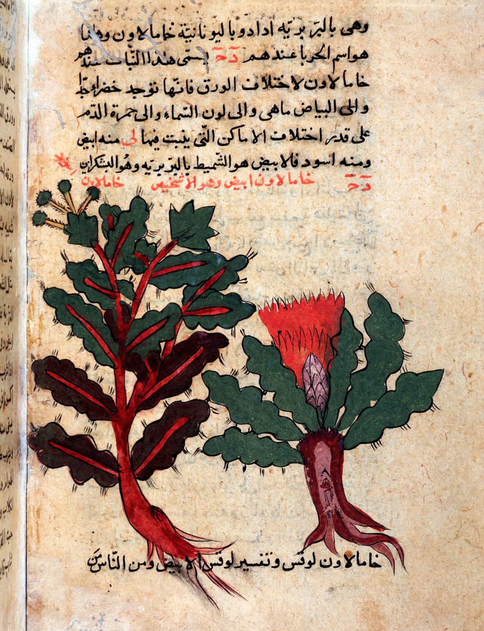 Page from a Medical Herbarium by Islamic School