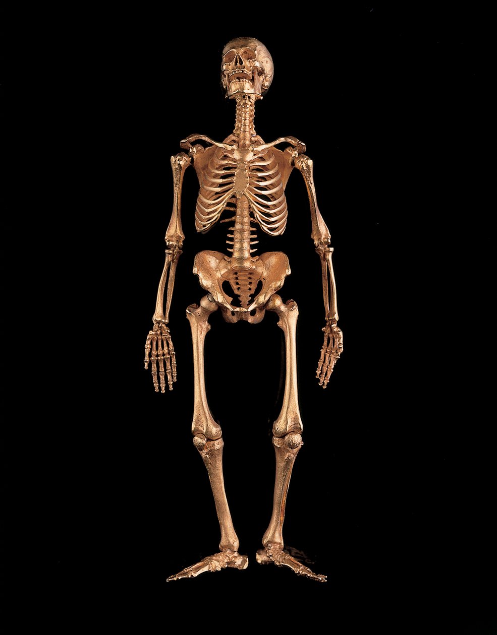 Miniature human skeleton by Israel Rouchomovsky