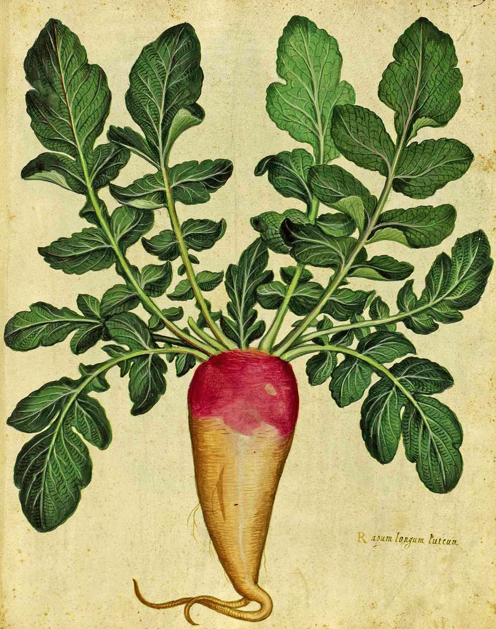 Long Turnip, plate published in Piante Fiori Frutti by Italian School