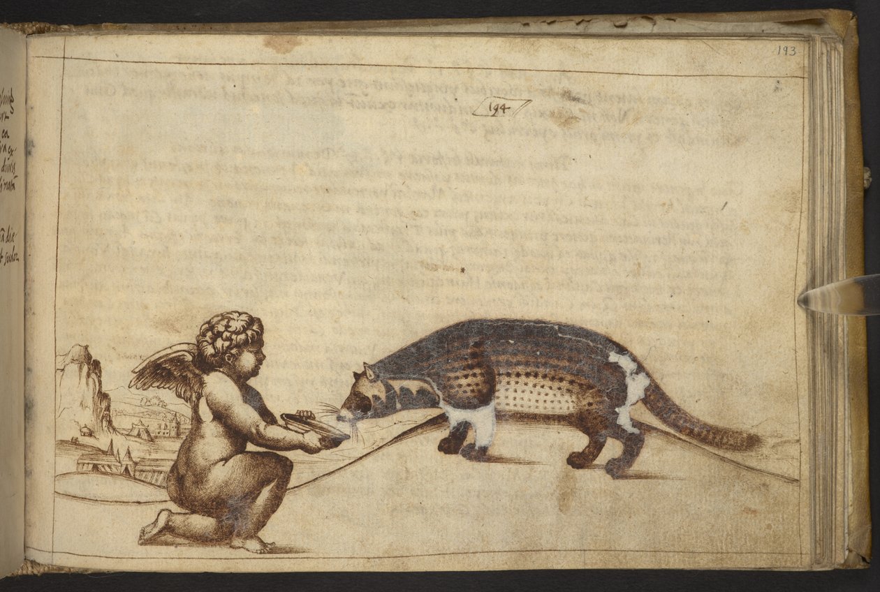 Cherub and a Creature, from Historia Animalium by Italian School