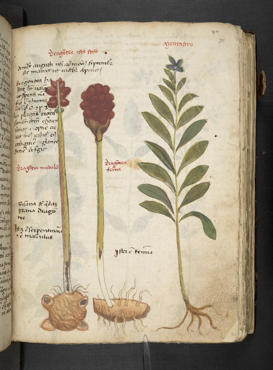 A Herbal, Belluno by Italian School
