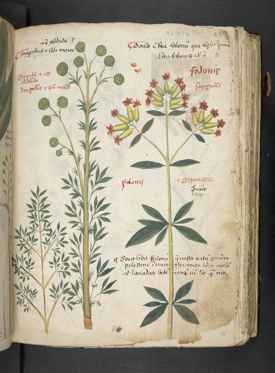 A Herbal, Belluno by Italian School