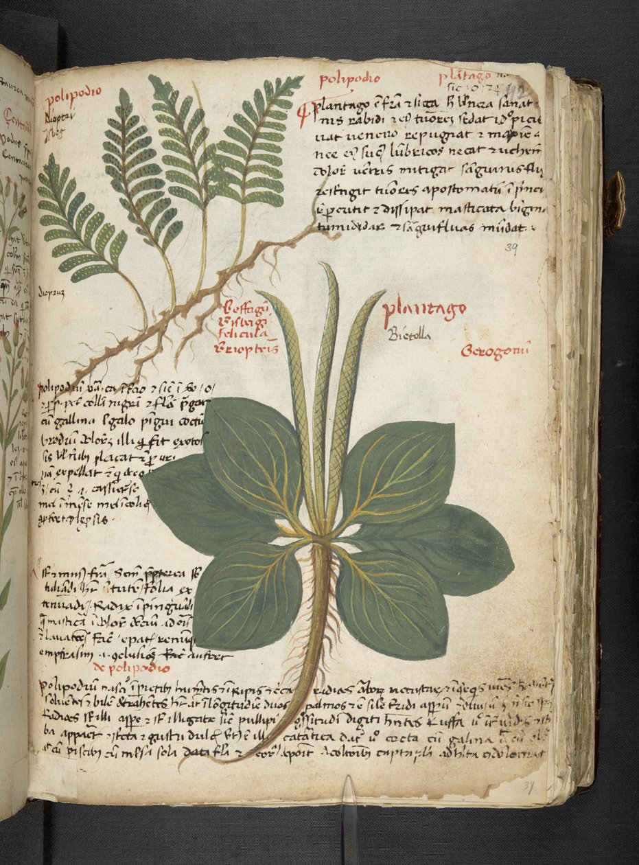 A Herbal, Belluno by Italian School