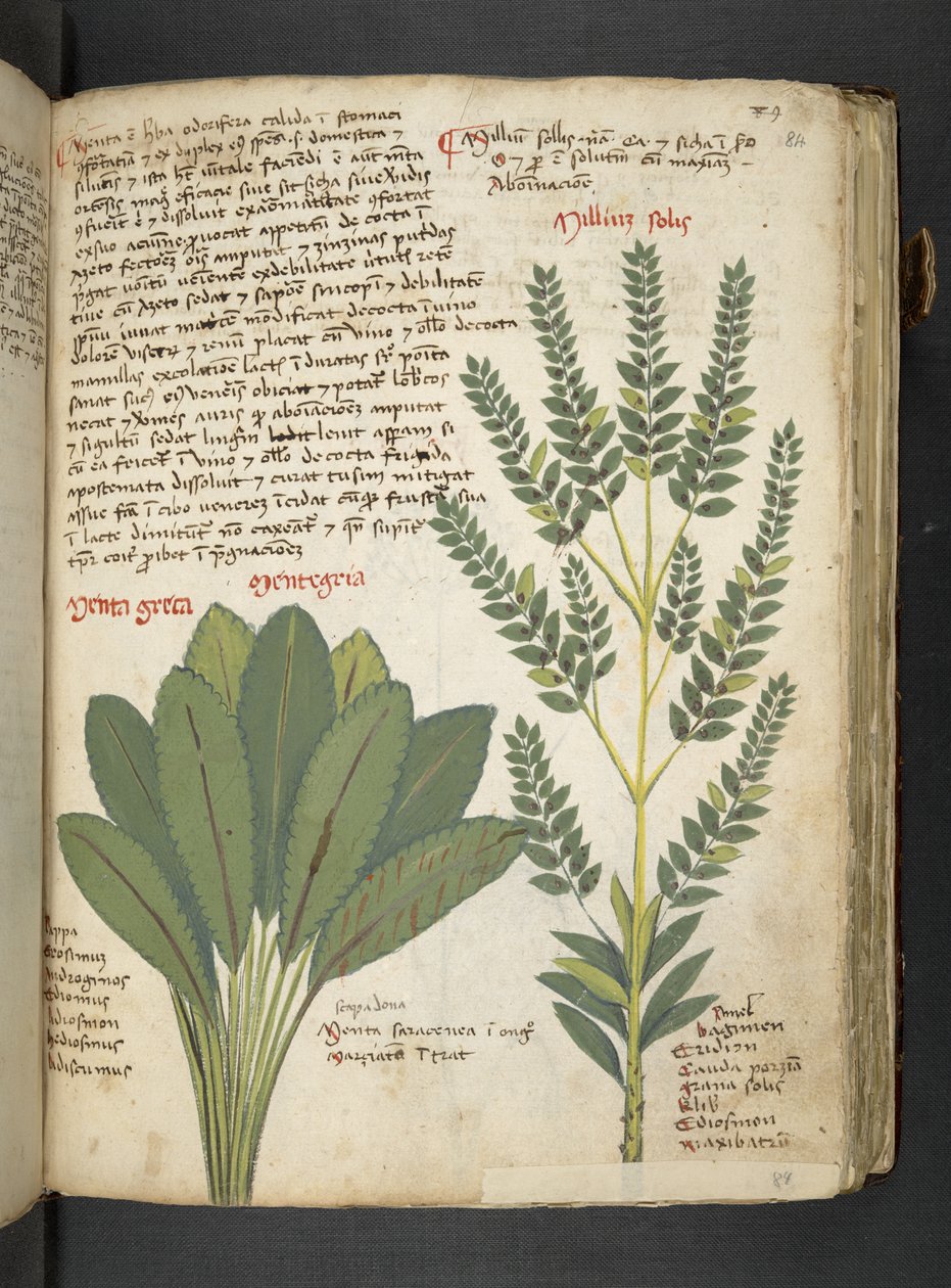 A Herbal, Belluno by Italian School
