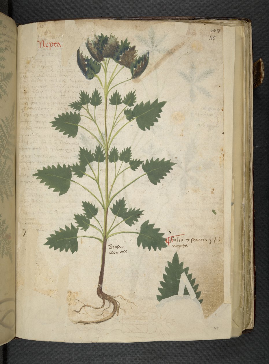 Nepta, from 'A herbal', Belluno by Italian School