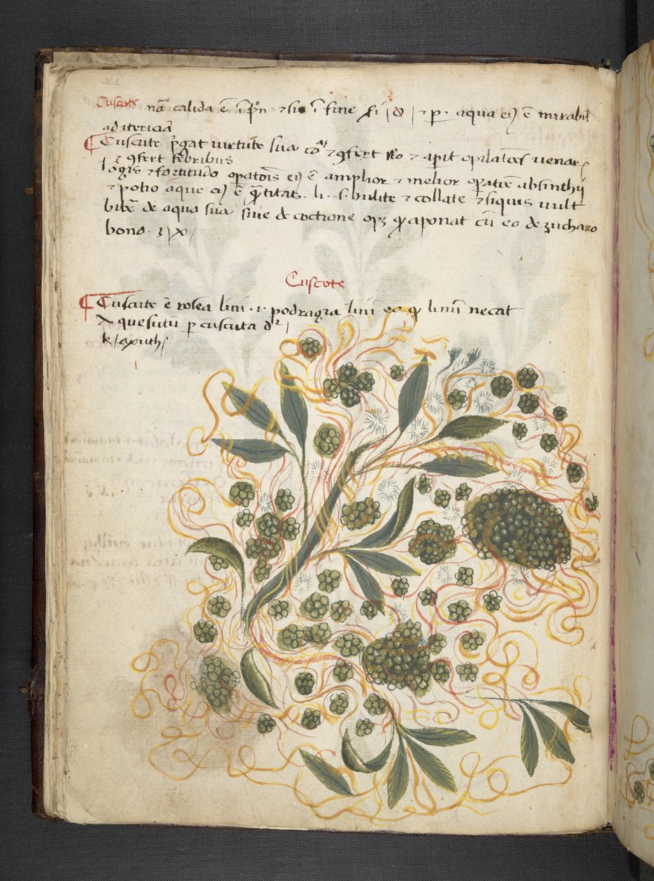 A herbal, Belluno by Italian School