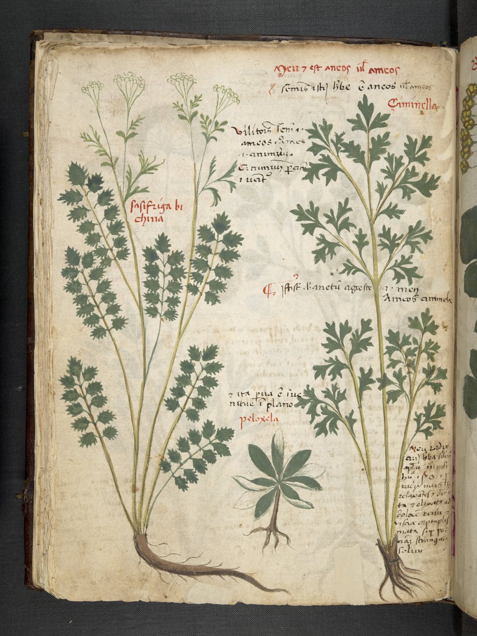 A herbal, Belluno by Italian School