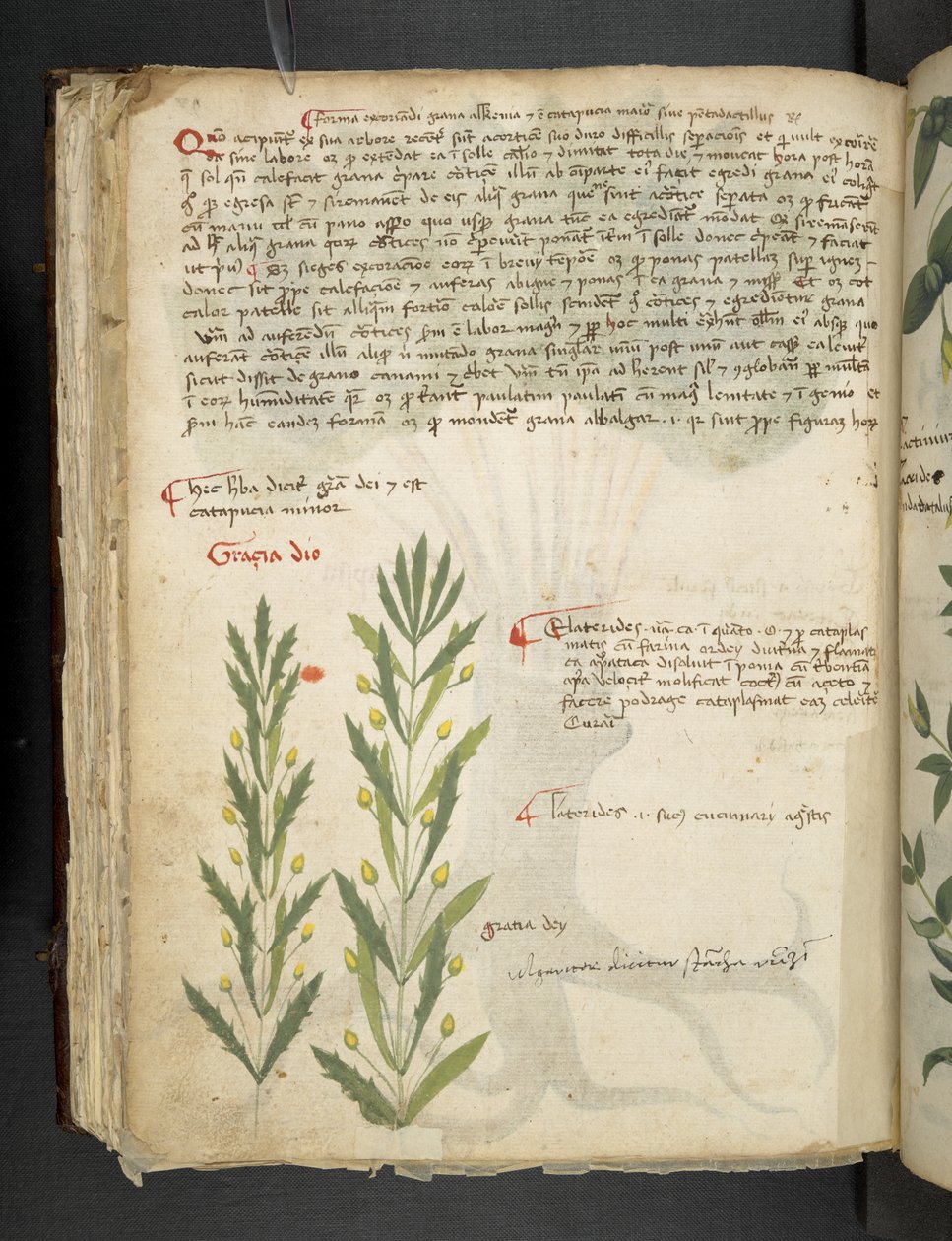 A herbal, Belluno by Italian School
